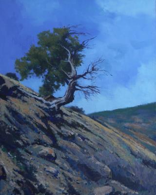 Juniper